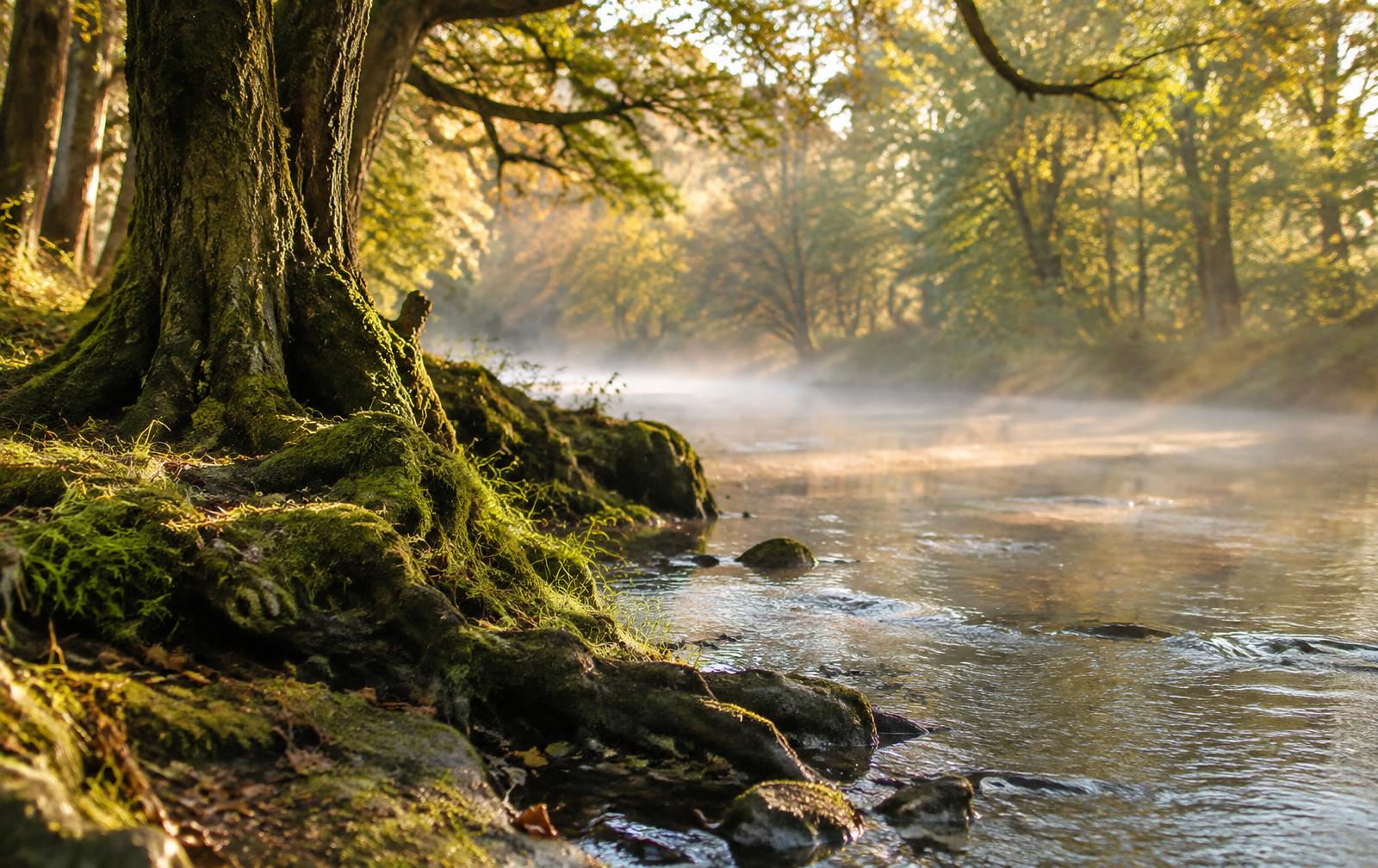 A quiet river at dawn flowing past moss-covered tree roots